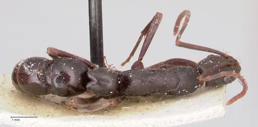 Leptogenys excisa - FOCOL0922