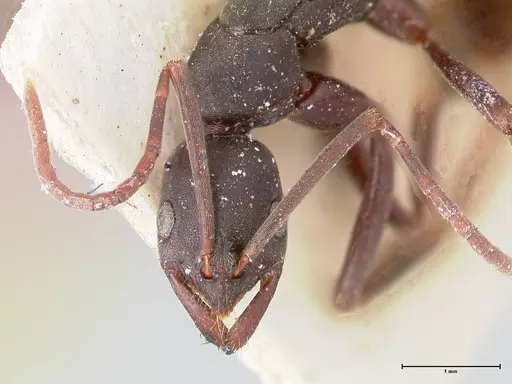 Leptogenys excisa - FOCOL0922
