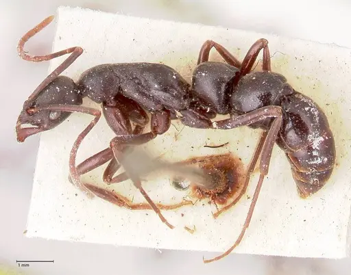 Leptogenys excisa - FOCOL0922