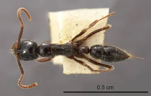 Leptogenys exigua specimen