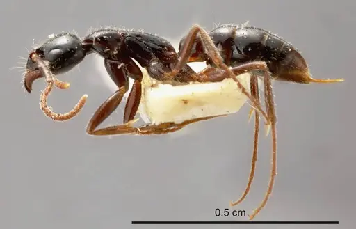 Leptogenys exigua specimen