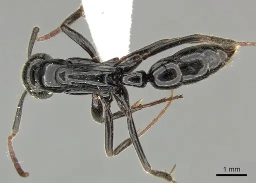 Leptogenys exigua - CASENT0270551