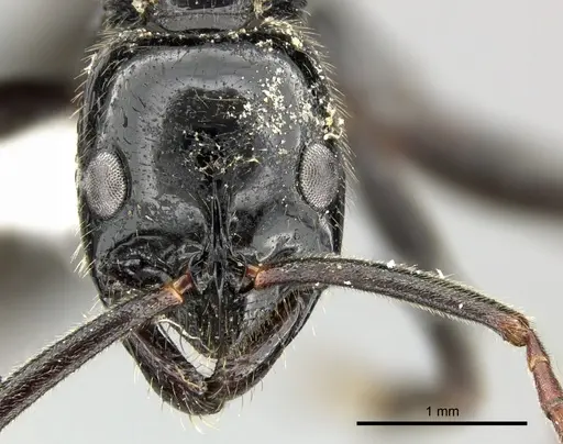 Leptogenys exigua - CASENT0270551