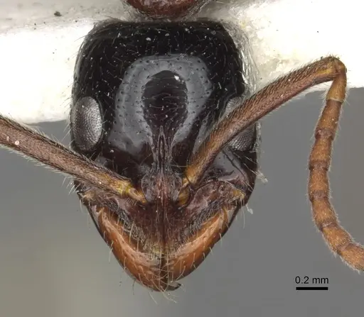 Leptogenys exigua - CASENT0902623