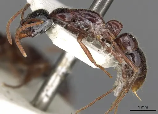 Leptogenys exigua - CASENT0902623