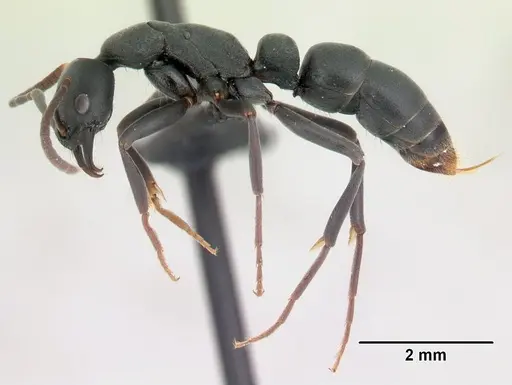 Leptogenys falcigera specimen