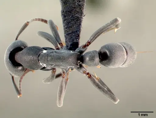 Leptogenys falcigera - CASENT0003814