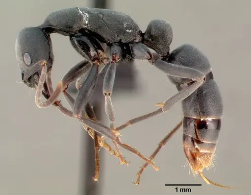 Leptogenys falcigera - CASENT0003814