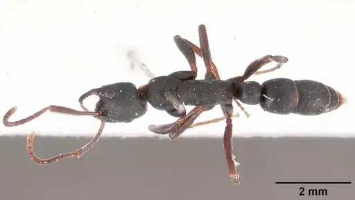 Leptogenys falcigera - CASENT0102271