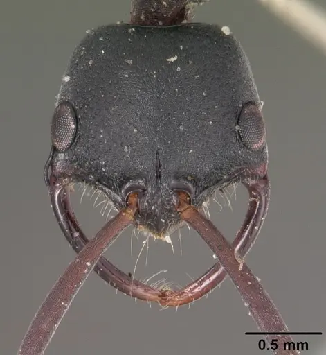 Leptogenys falcigera - CASENT0102271