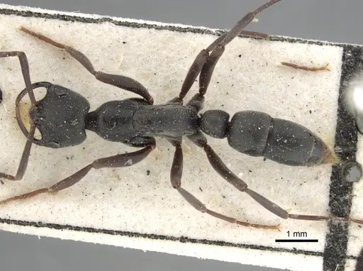 Leptogenys falcigera - CASENT0102272