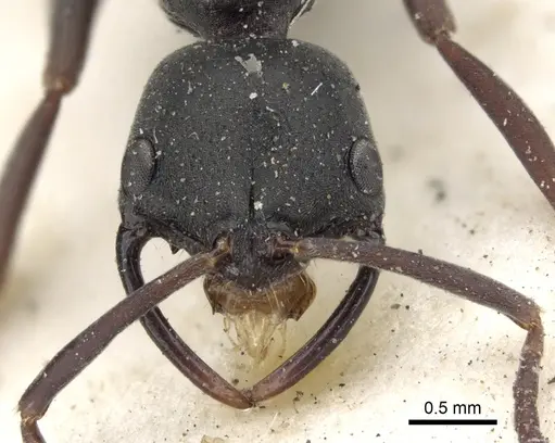 Leptogenys falcigera - CASENT0102272