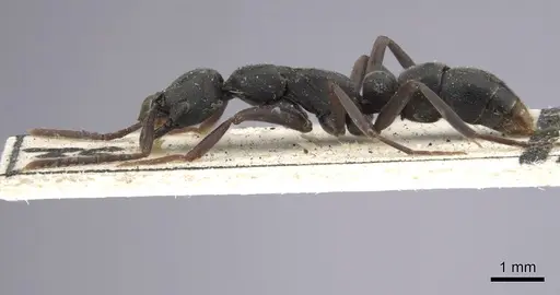 Leptogenys falcigera - CASENT0102272