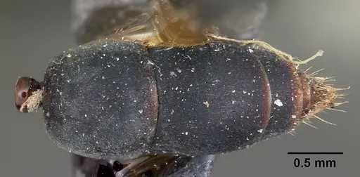 Leptogenys falcigera - CASENT0104059