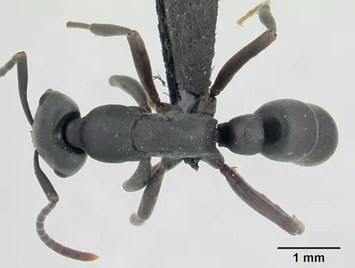 Leptogenys falcigera - CASENT0132806