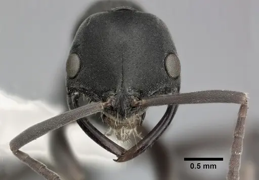 Leptogenys falcigera - CASENT0246697