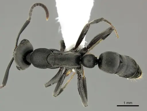 Leptogenys falcigera - CASENT0270553