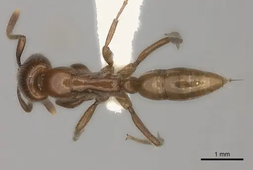 Leptogenys fallax specimen