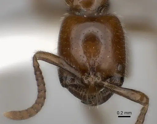 Leptogenys fallax specimen