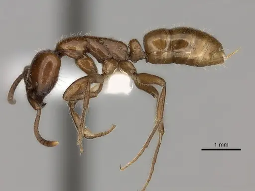 Leptogenys fallax specimen