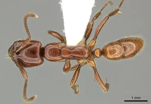 Leptogenys fallax - CASENT0270552