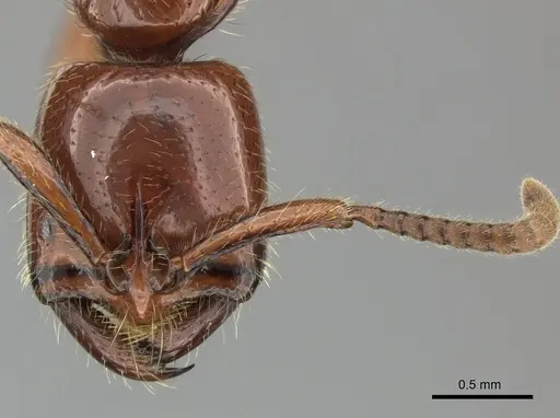 Leptogenys fallax - CASENT0270552