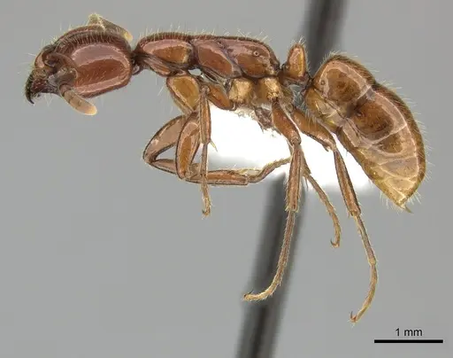 Leptogenys fallax - CASENT0270552