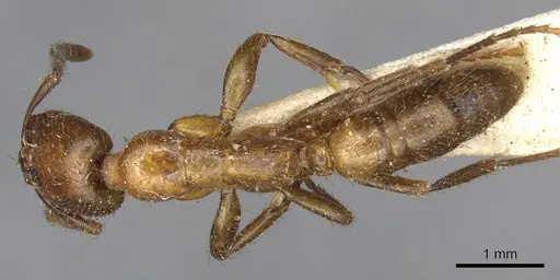 Leptogenys fallax - CASENT0902624