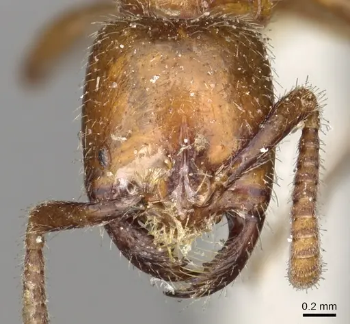 Leptogenys fallax - CASENT0902624