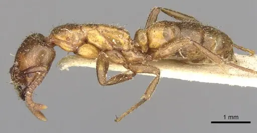 Leptogenys fallax - CASENT0902624