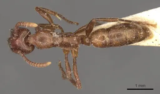 Leptogenys fallax - CASENT0915877