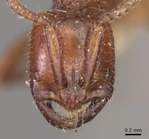 Leptogenys fallax - CASENT0915877