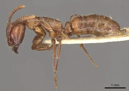 Leptogenys fallax - CASENT0915877