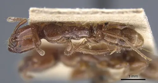 Leptogenys fallax - CASENT0916835