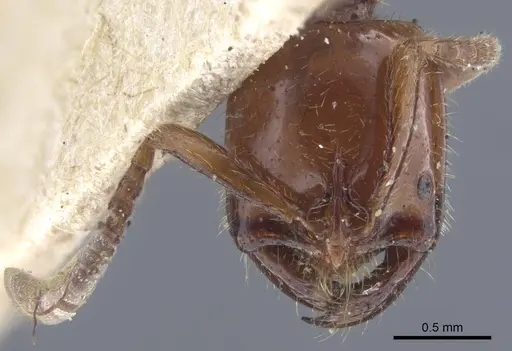 Leptogenys fallax - CASENT0916835