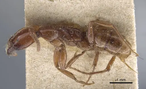 Leptogenys fallax - CASENT0916835