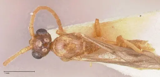 Leptogenys fallax - FOCOL0915