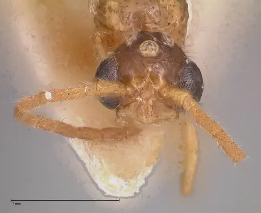 Leptogenys fallax - FOCOL0915