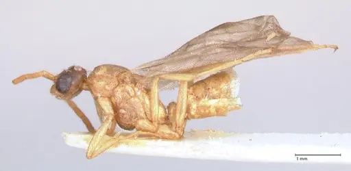 Leptogenys fallax - FOCOL0915