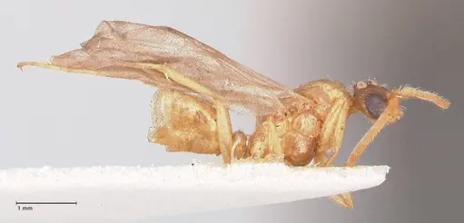 Leptogenys fallax - FOCOL0915