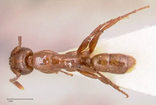 Leptogenys fallax - FOCOL0916