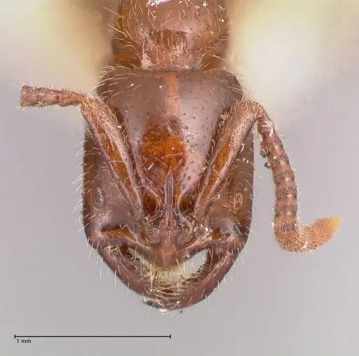 Leptogenys fallax - FOCOL0916