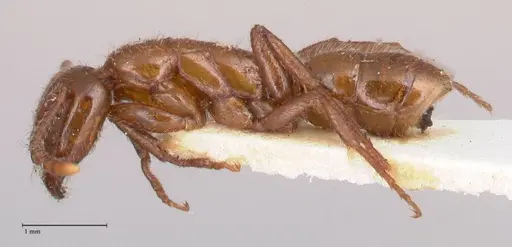 Leptogenys fallax - FOCOL0916