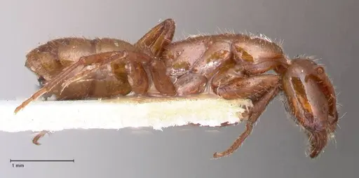 Leptogenys fallax - FOCOL0916