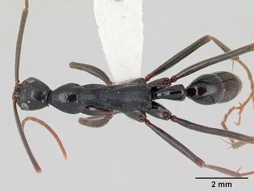 Leptogenys famelica specimen