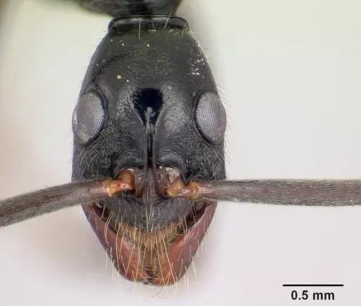 Leptogenys famelica specimen