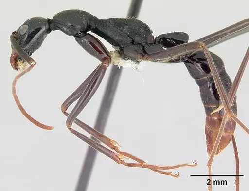 Leptogenys famelica specimen