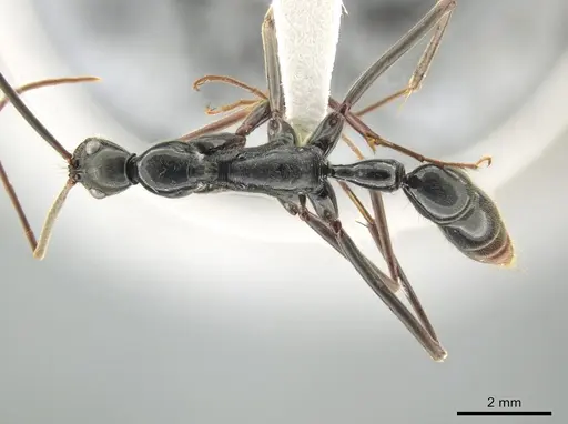 Leptogenys famelica - CASENT0632948