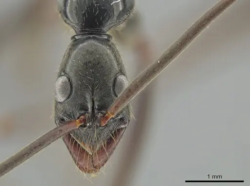 Leptogenys famelica - CASENT0632948