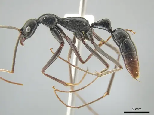 Leptogenys famelica - CASENT0632948